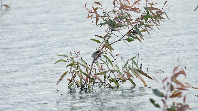Little Grassbird - ML623510530
