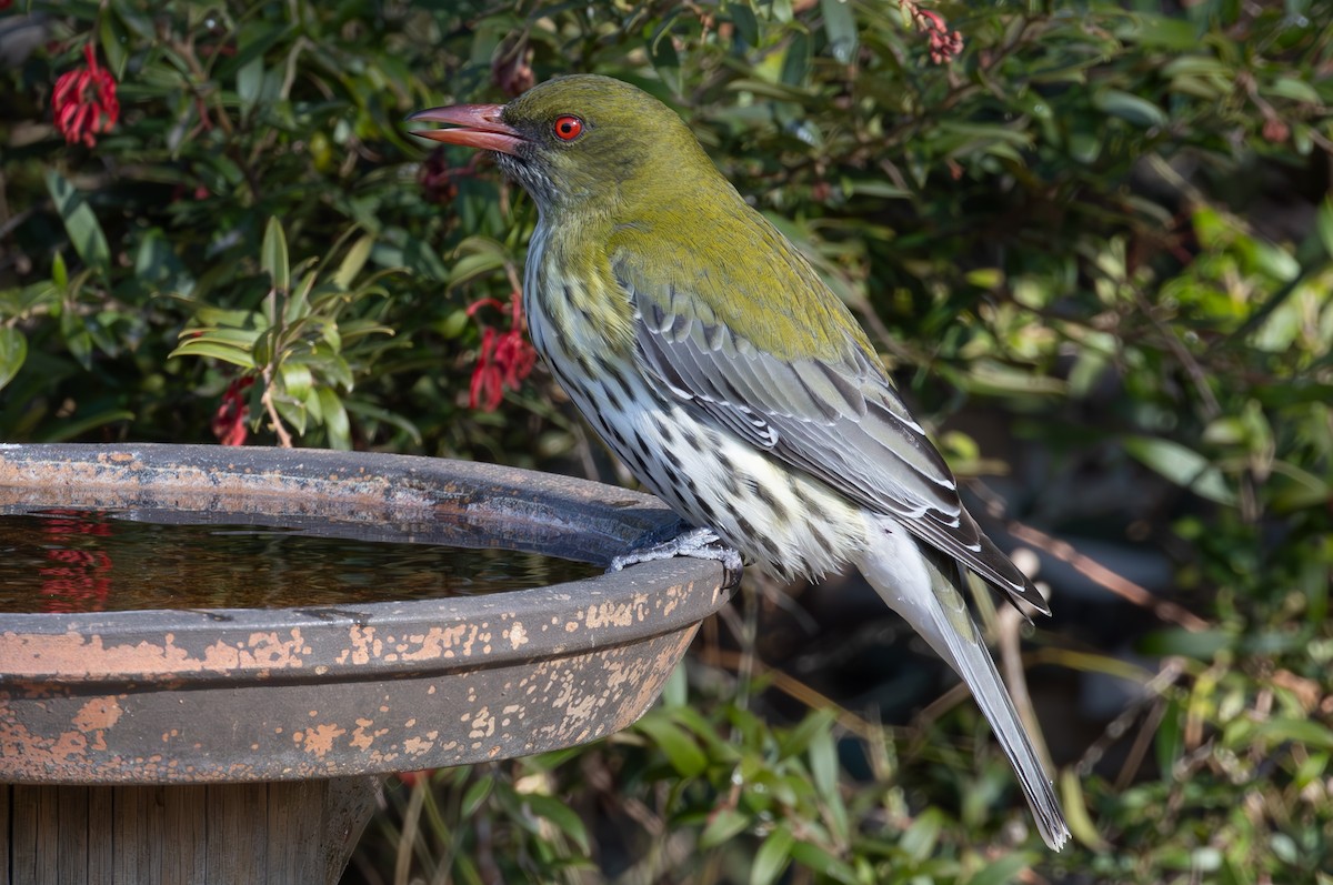 Olive-backed Oriole - ML623510562