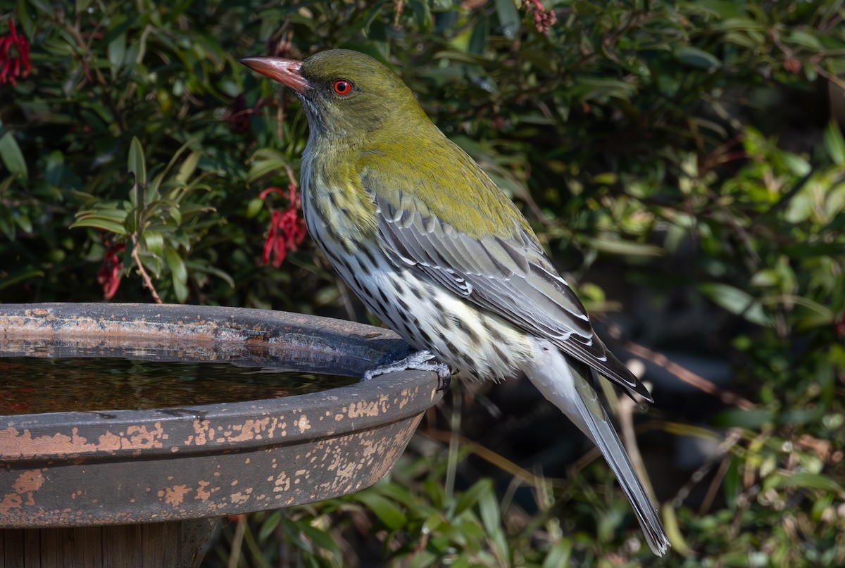 Olive-backed Oriole - shorty w