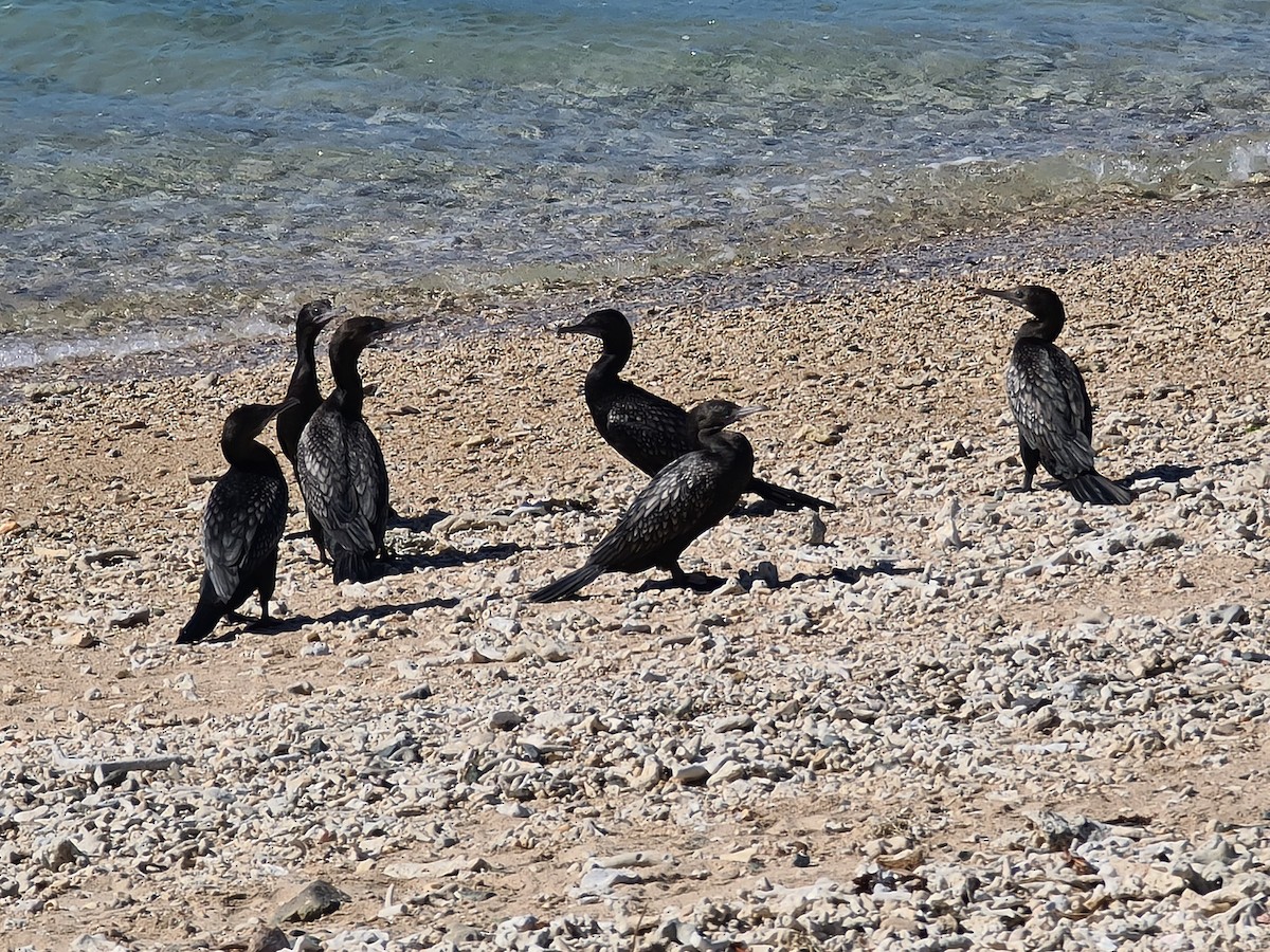 Little Black Cormorant - ML623510573