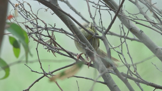 White-plumed Honeyeater - ML623510599