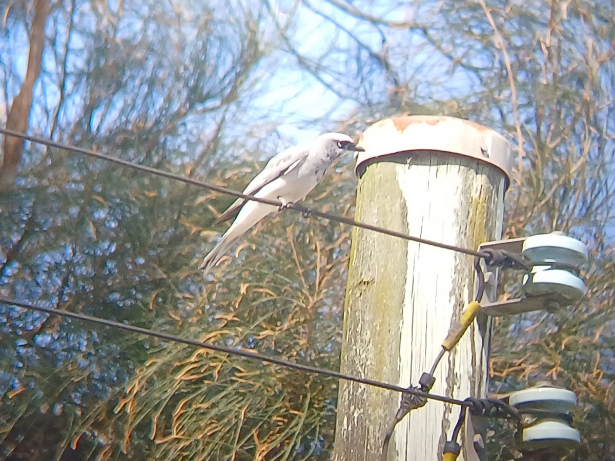 White-bellied Cuckooshrike - ML623510681