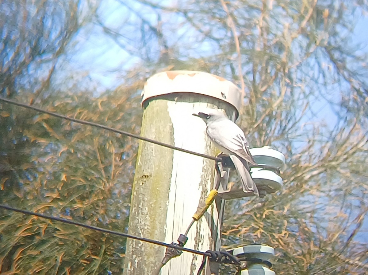 White-bellied Cuckooshrike - ML623510682