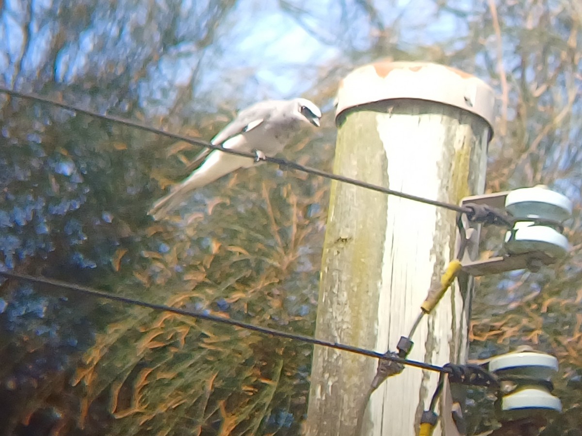 White-bellied Cuckooshrike - ML623510683