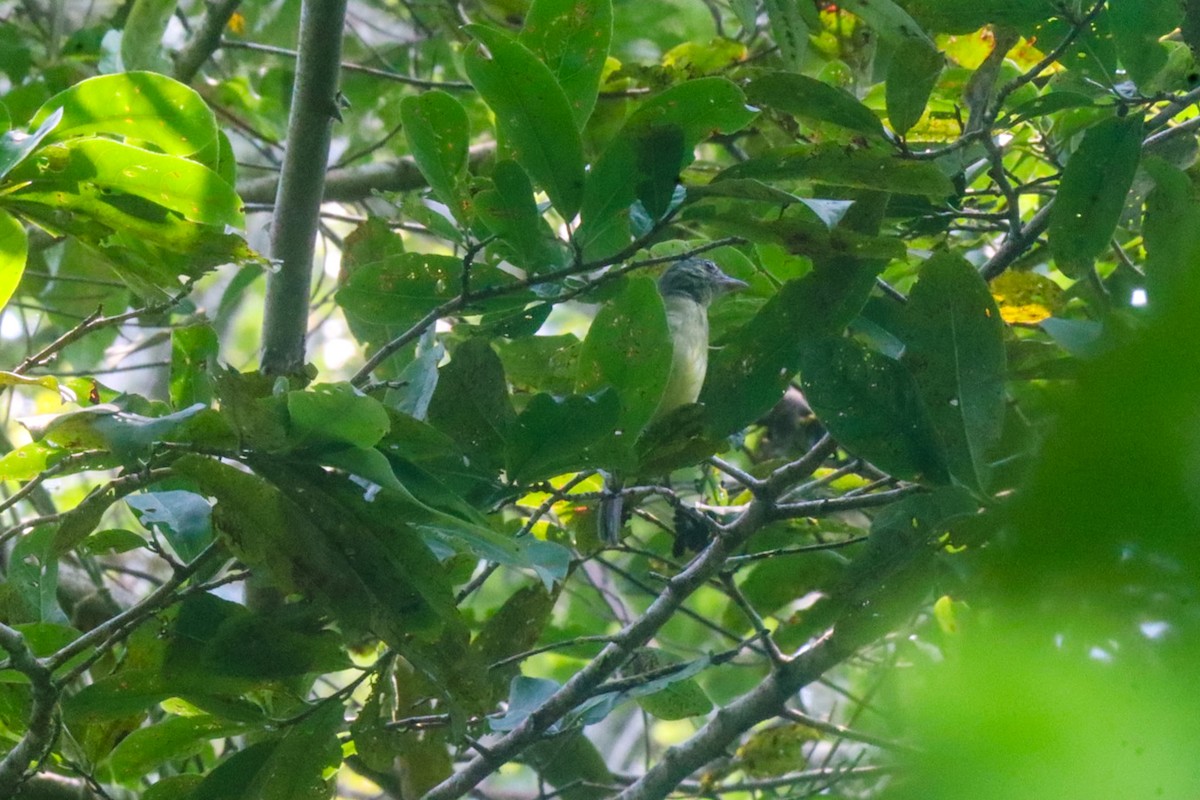 Swainson's Flycatcher - ML623510695