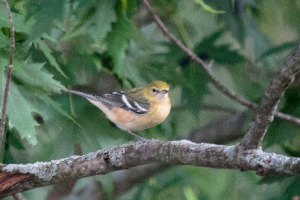 Bay-breasted Warbler - Christine Uhe