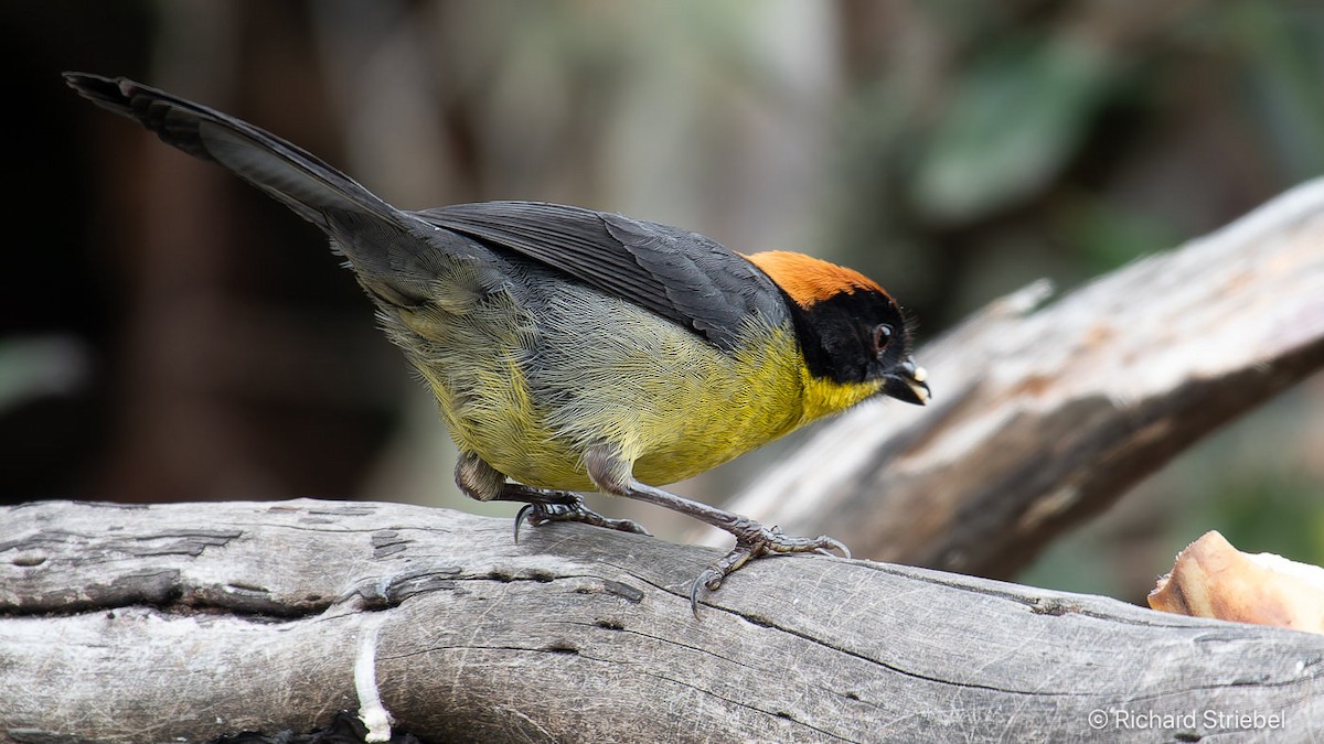 Yellow-breasted Brushfinch - ML623510741