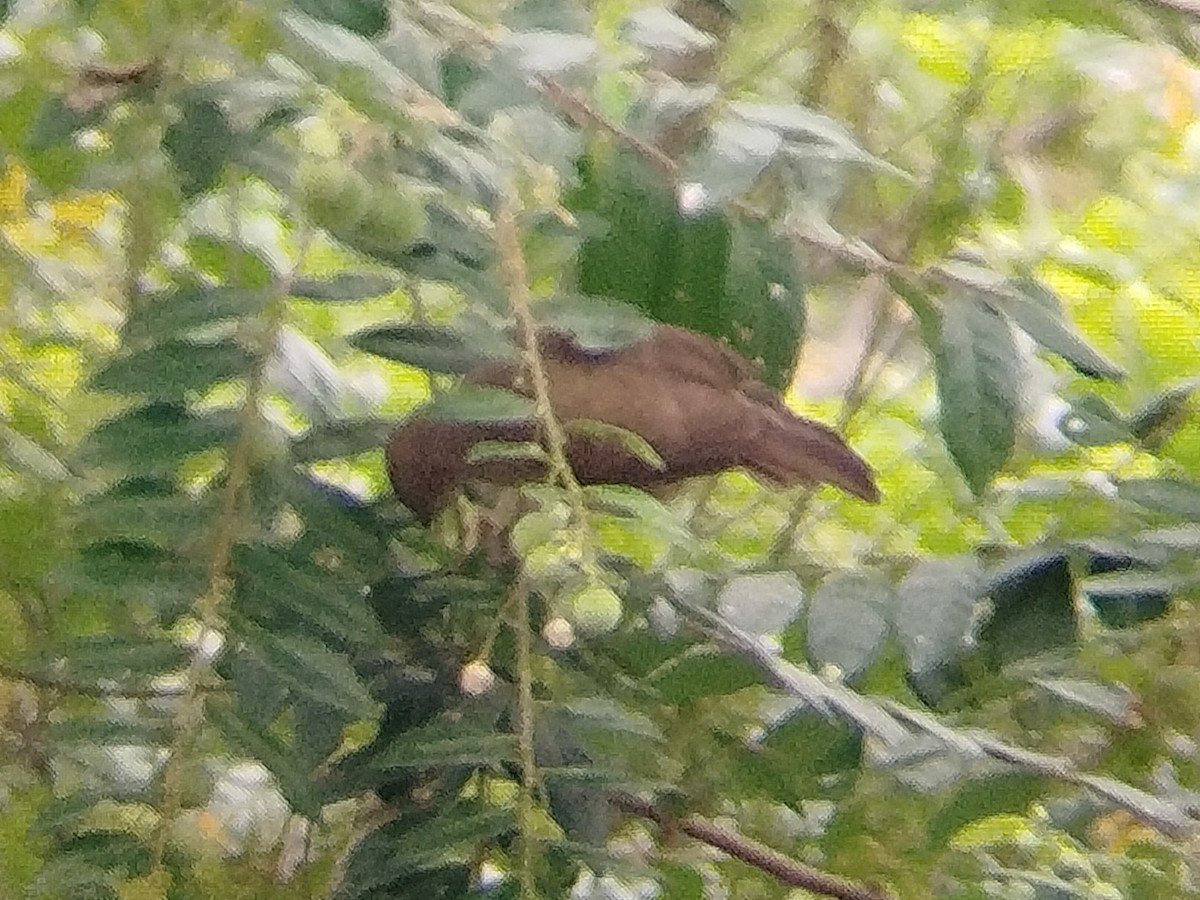 Red-eyed Bulbul - ML623510760