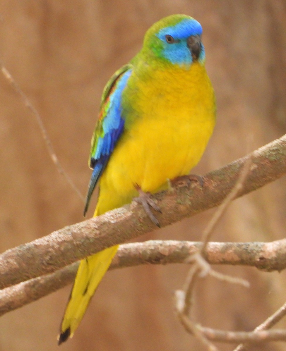 Turquoise Parrot - Rodney Macready