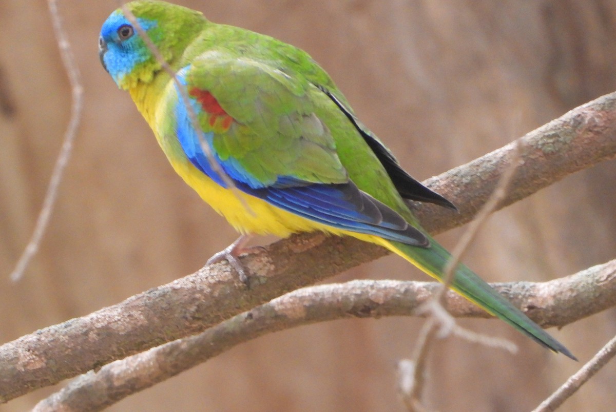 Turquoise Parrot - ML623510763