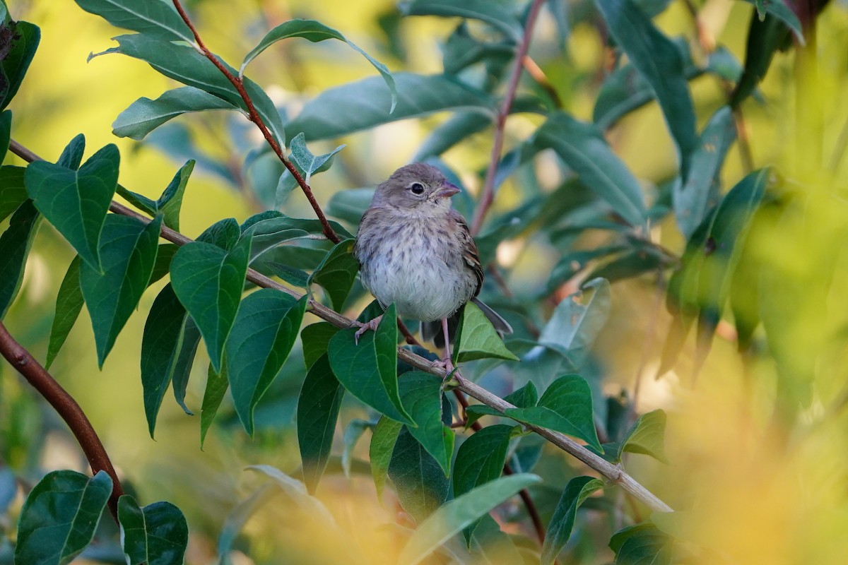 Field Sparrow - ML623510764