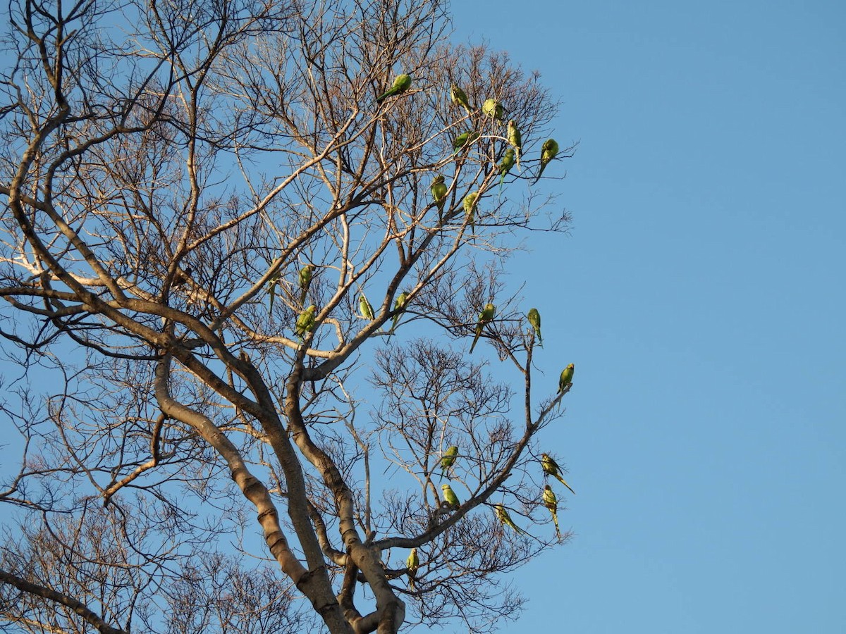 Papagai lepokoduna - ML623510774