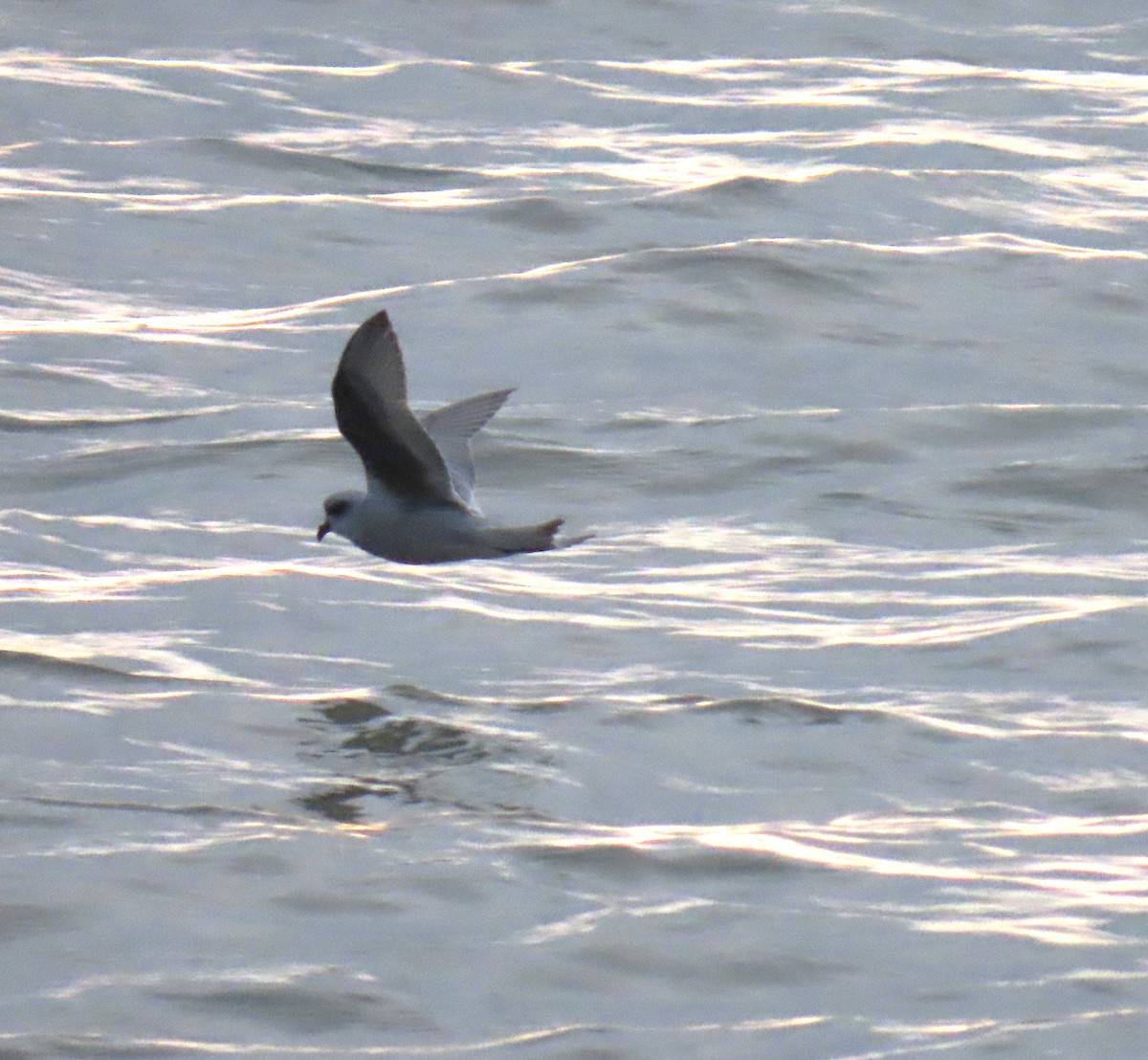 Fork-tailed Storm-Petrel - Laura Burke