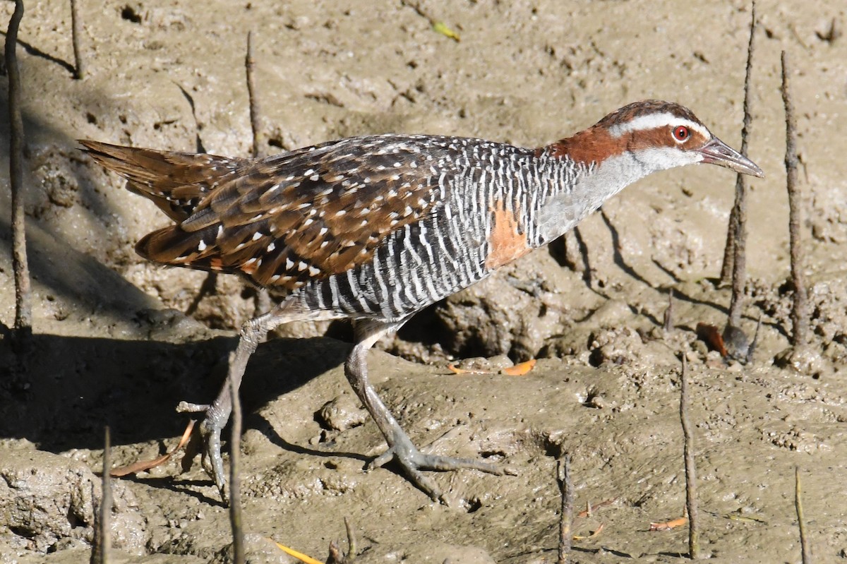 Buff-banded Rail - ML623510793