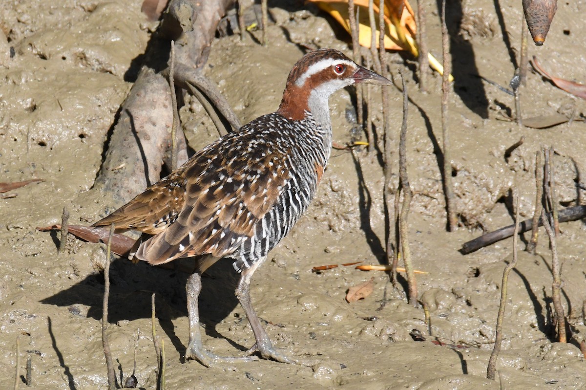 Buff-banded Rail - ML623510795