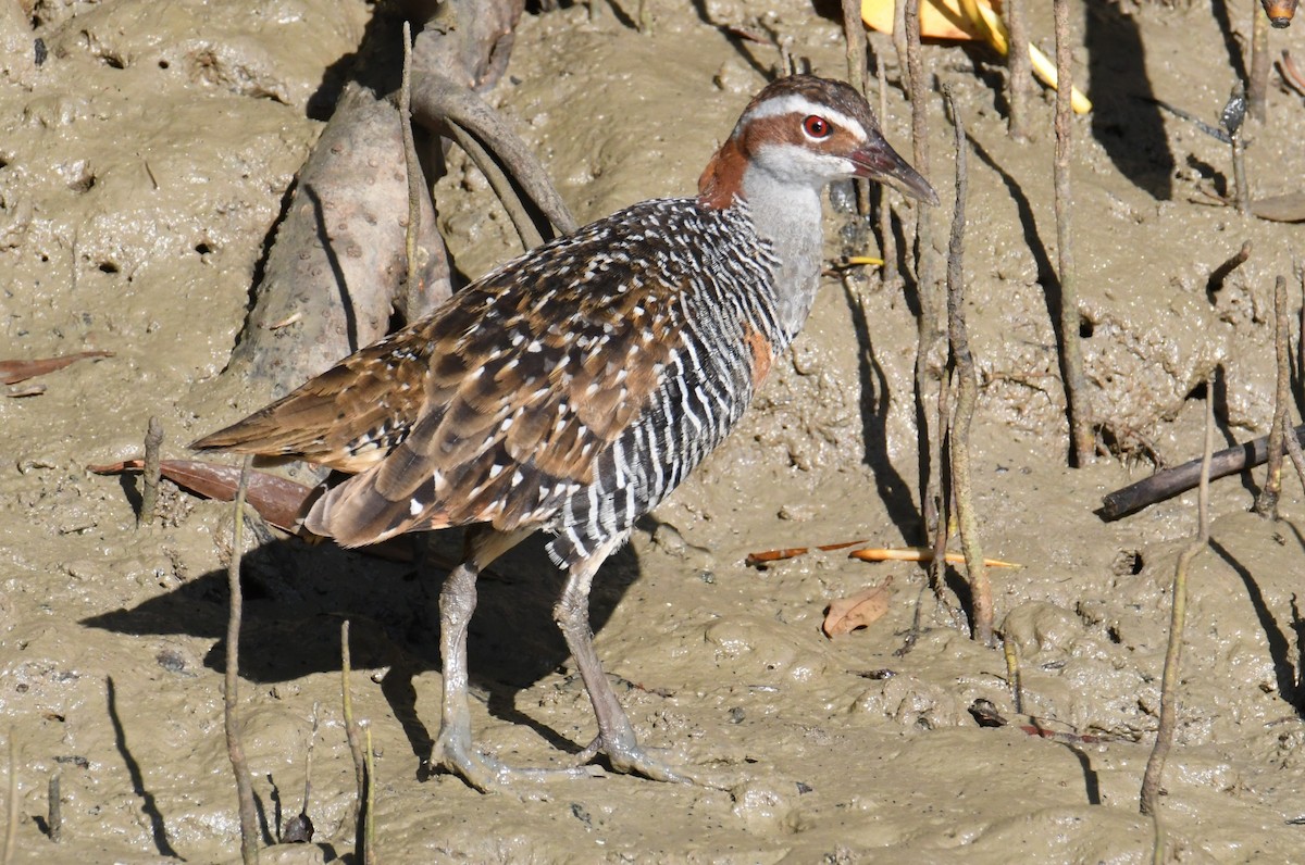 Buff-banded Rail - ML623510796