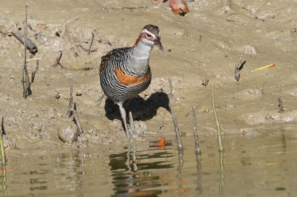 Buff-banded Rail - ML623510797