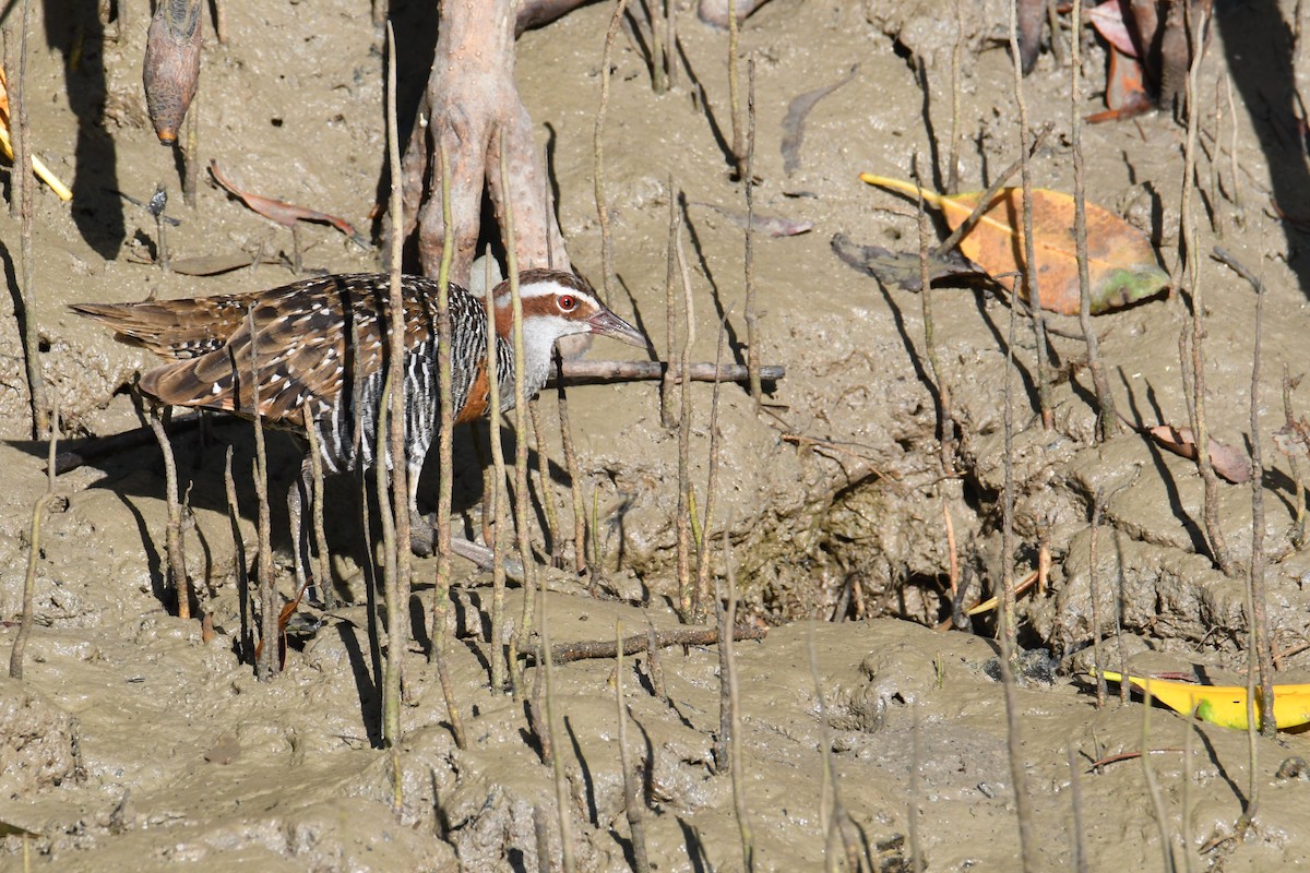 Buff-banded Rail - ML623510798