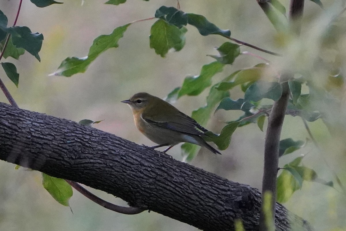 Tennessee Warbler - ML623510800