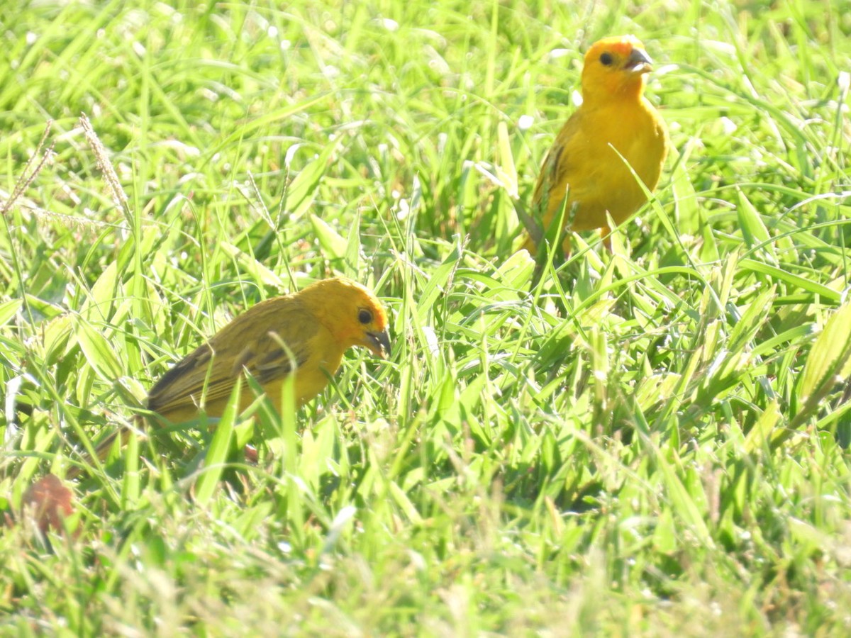 Saffron Finch - ML623510801