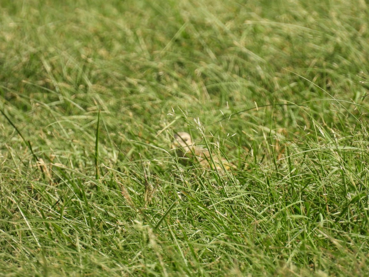 Saffron Finch - ML623510802