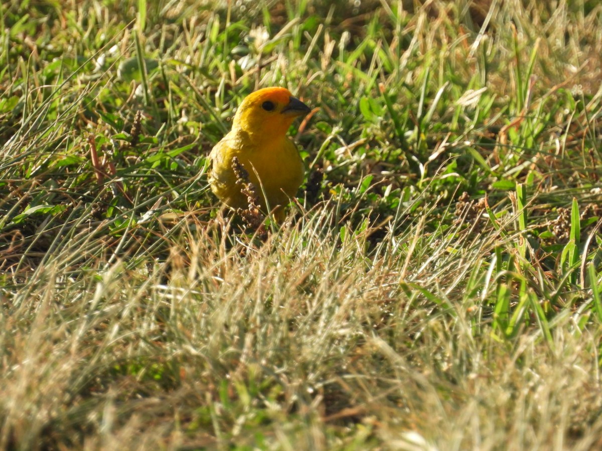 Saffron Finch - ML623510803