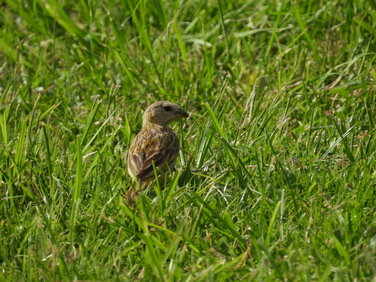 Saffron Finch - ML623510804