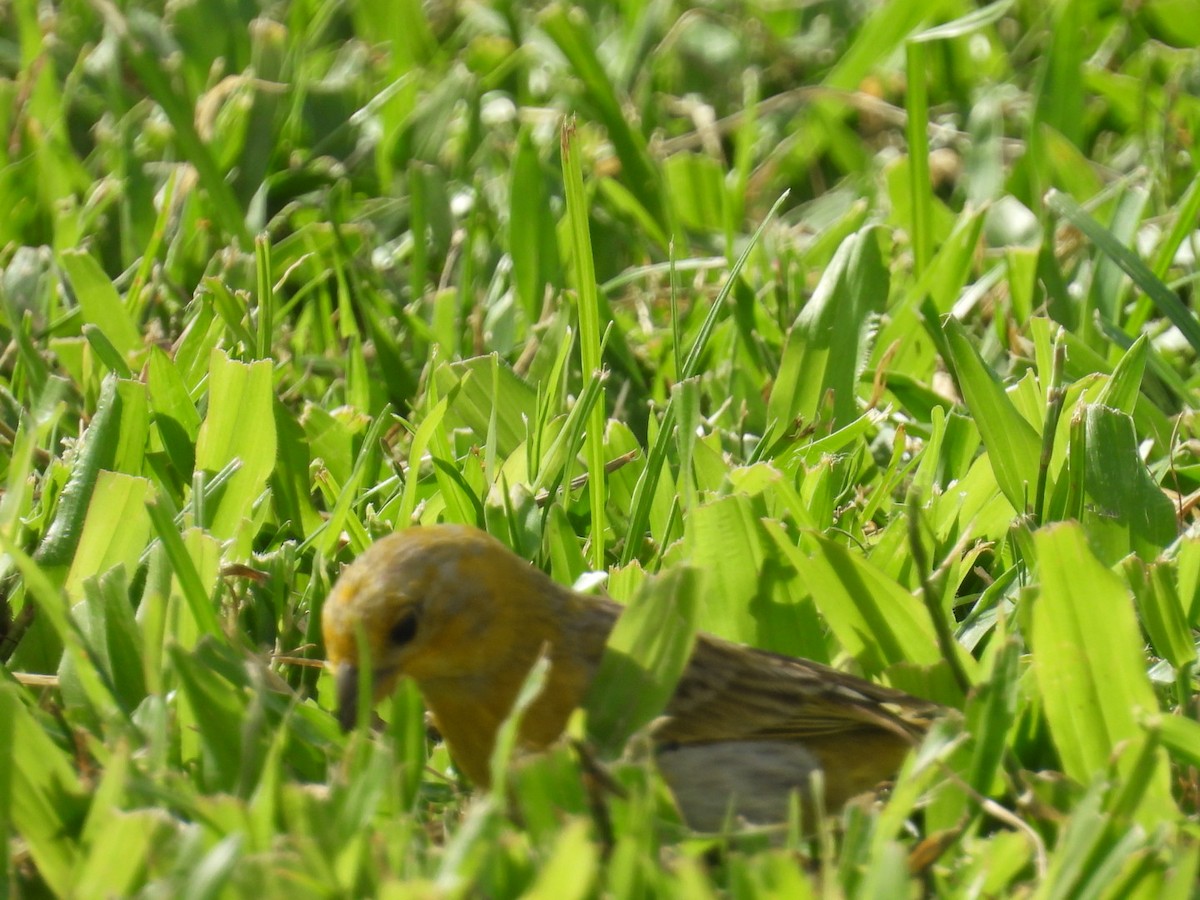 Saffron Finch - ML623510805