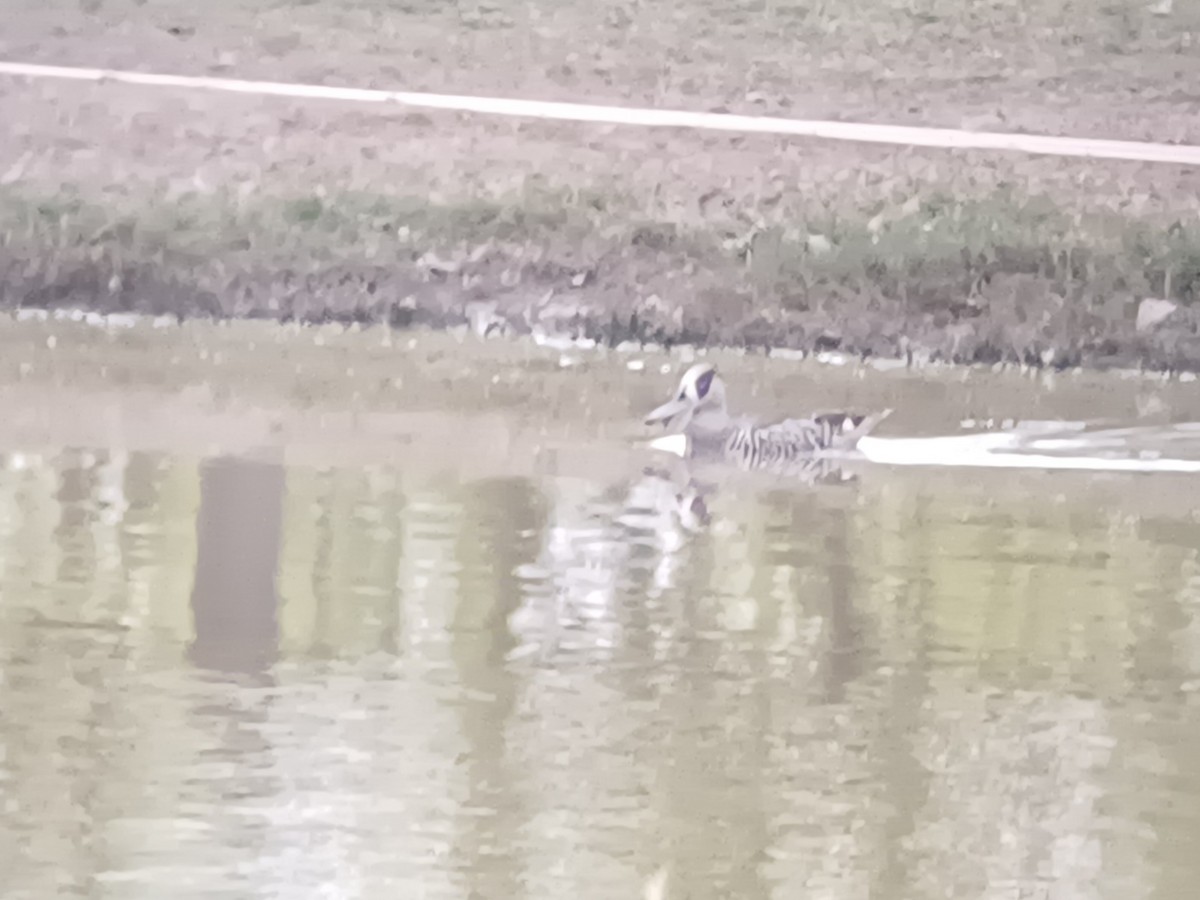 Pink-eared Duck - ML623510810