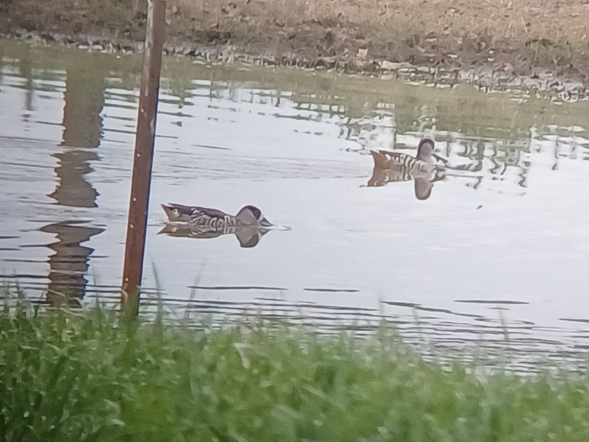 Pink-eared Duck - ML623510812