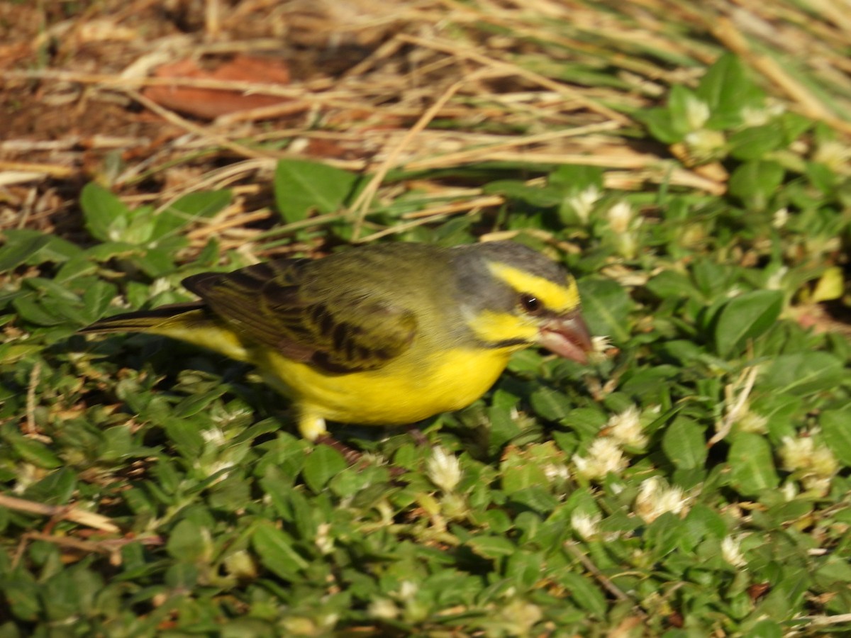 Yellow-fronted Canary - Jennifer and Zayn Shah