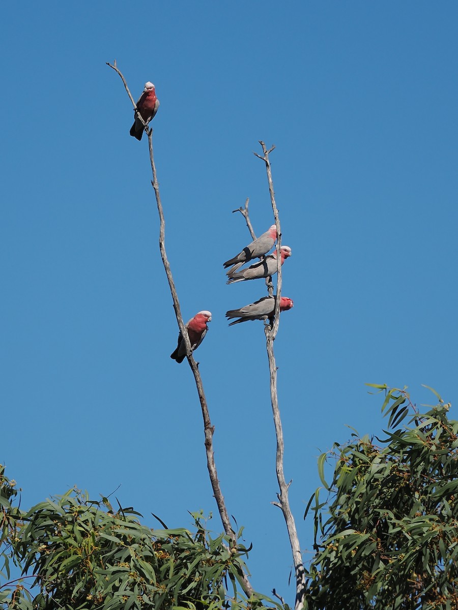 Galah - ML623510831