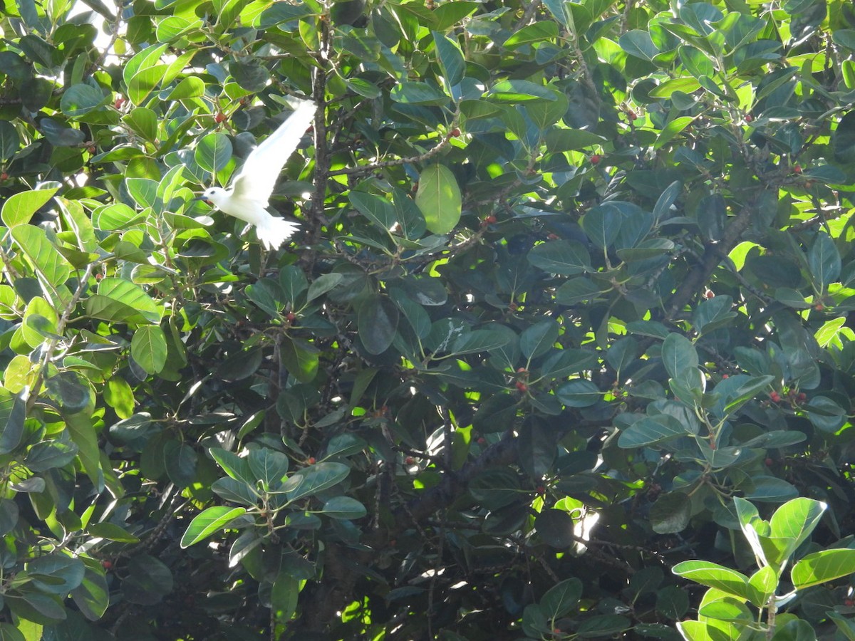 White Tern - ML623510833