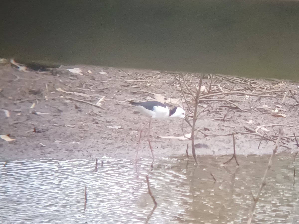 Pied Stilt - ML623510834