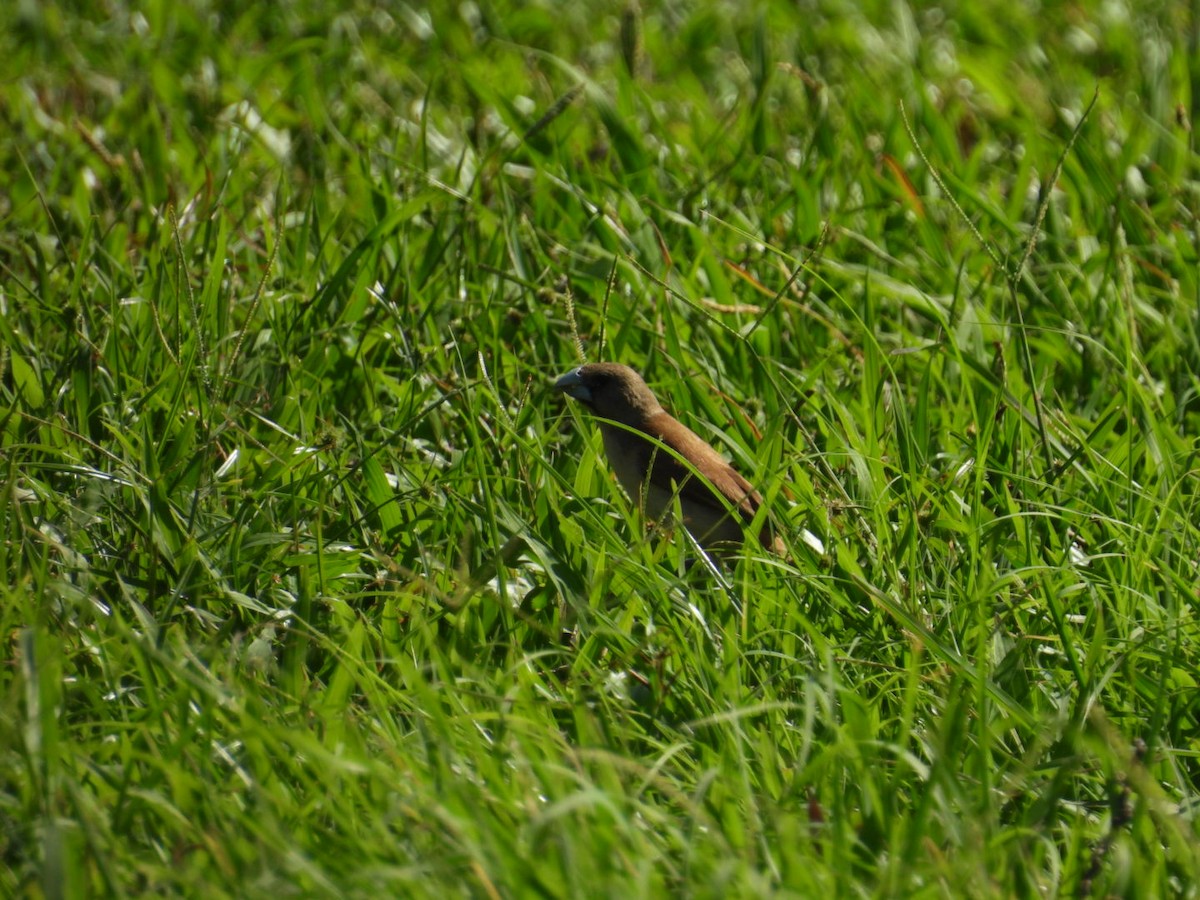 Chestnut Munia - ML623510849