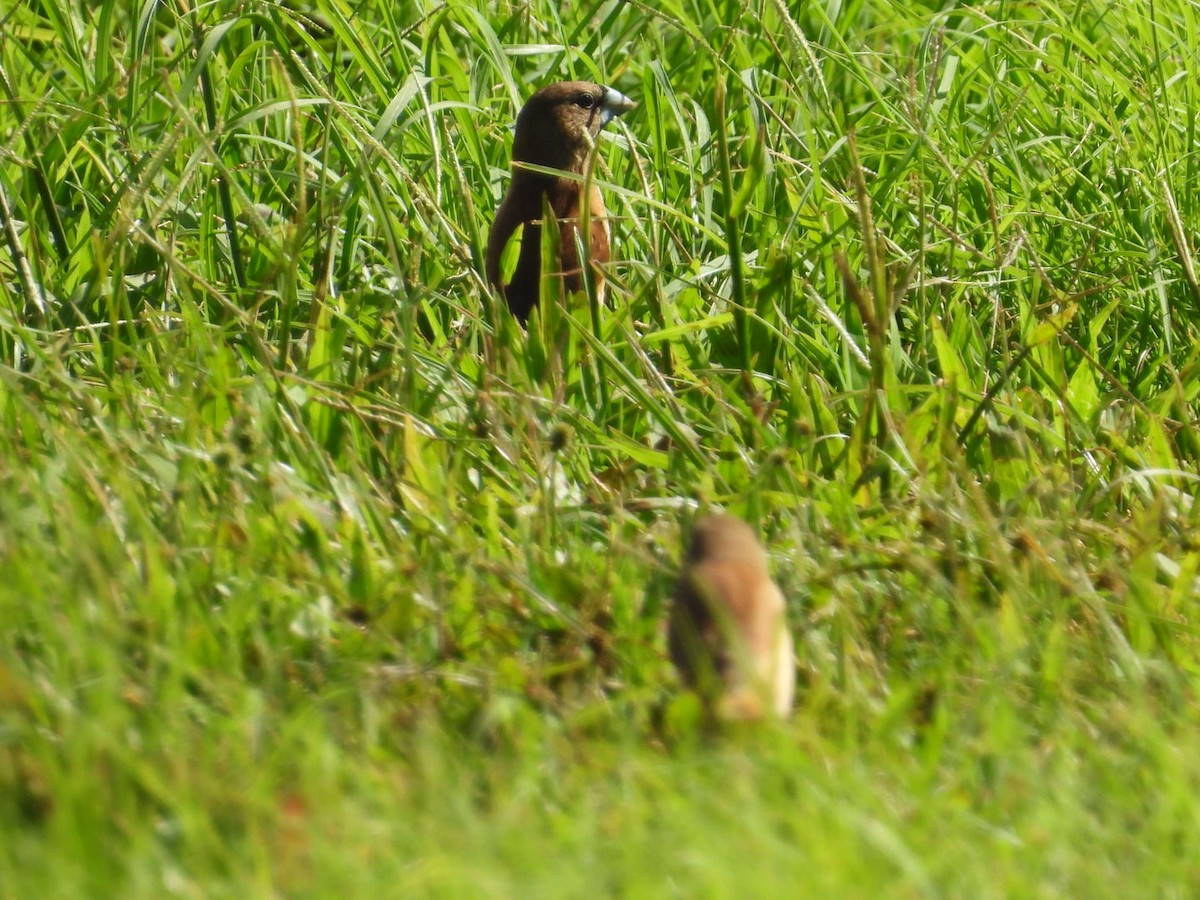 Chestnut Munia - ML623510850