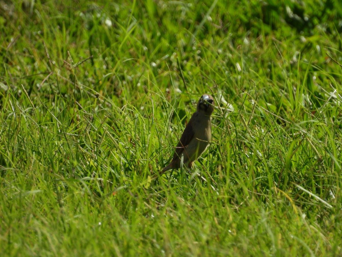 Chestnut Munia - ML623510851