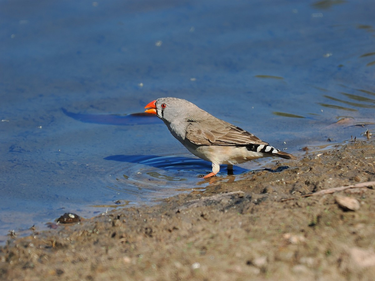 Zebra Finch - ML623510873