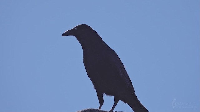 Little Raven - ML623510899