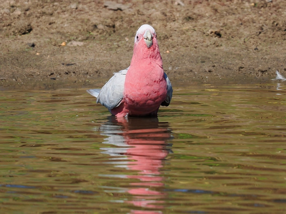 Galah - ML623510960
