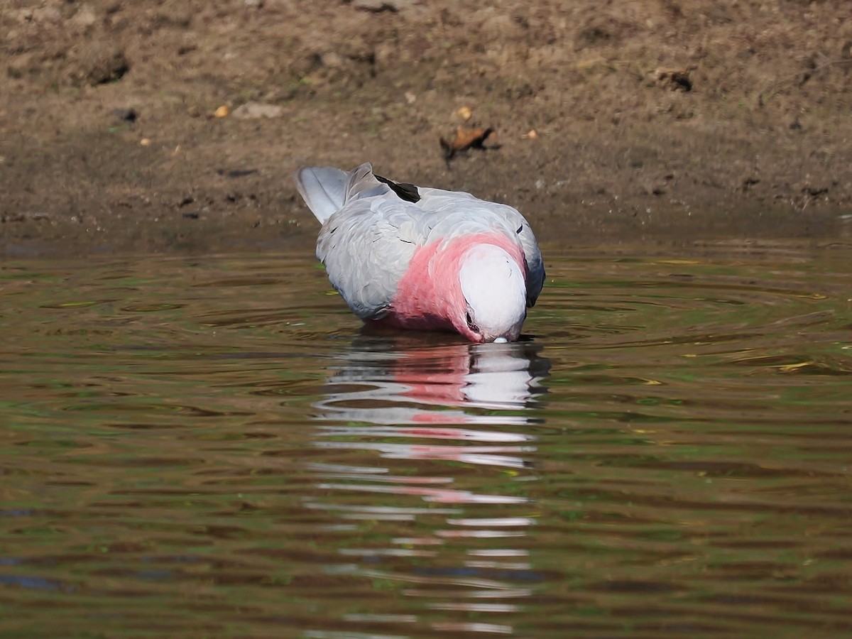 Galah - ML623510961