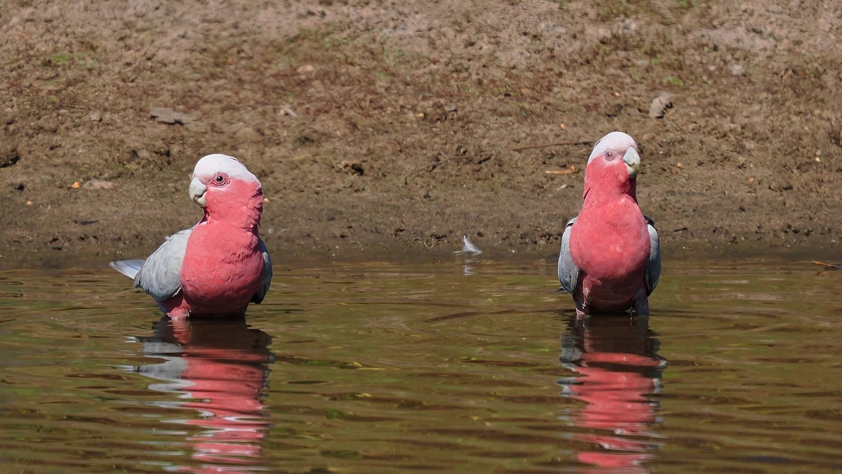 Galah - ML623510962