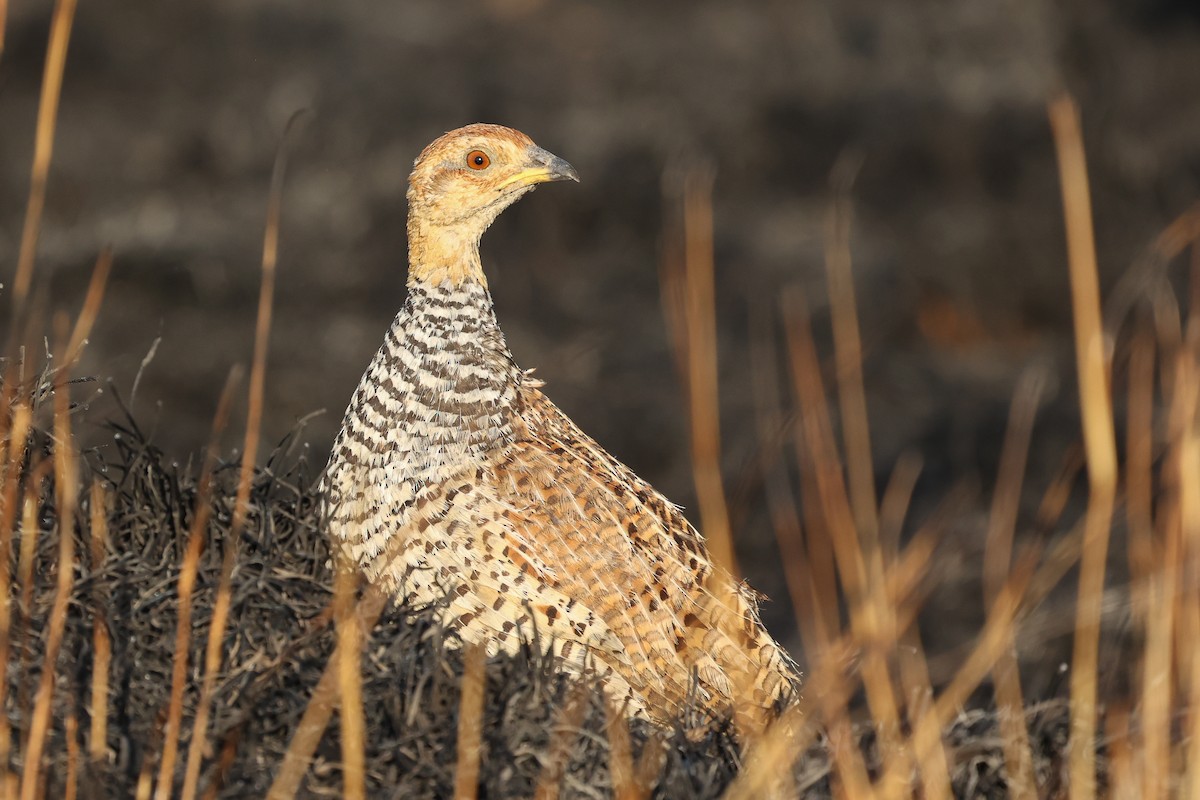 Coqui Francolin - ML623510987