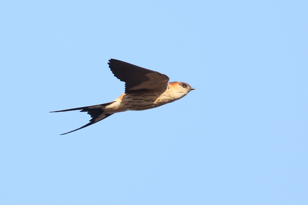 Greater Striped Swallow - ML623510992