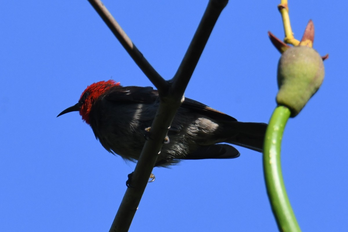 Red-headed Myzomela - ML623511000