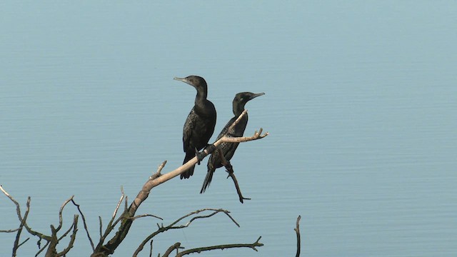 Little Black Cormorant - ML623511001