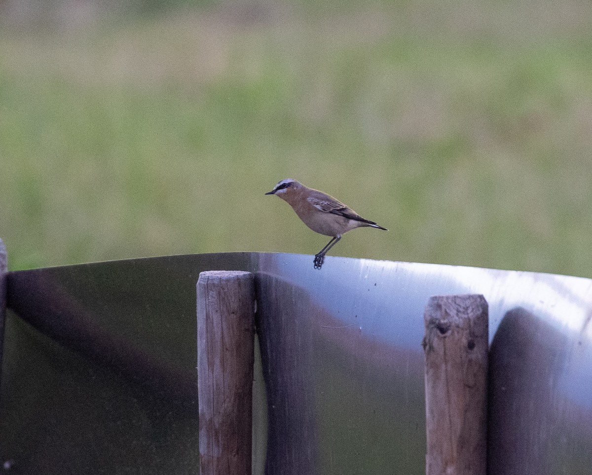 Northern Wheatear - ML623511015