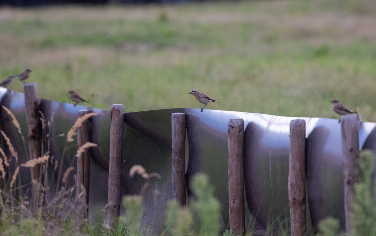 Northern Wheatear - ML623511016