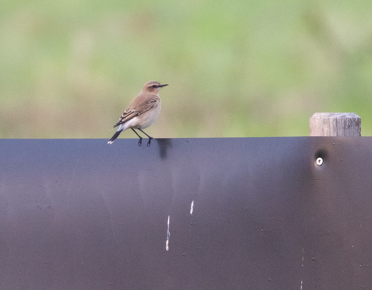 Northern Wheatear - ML623511019