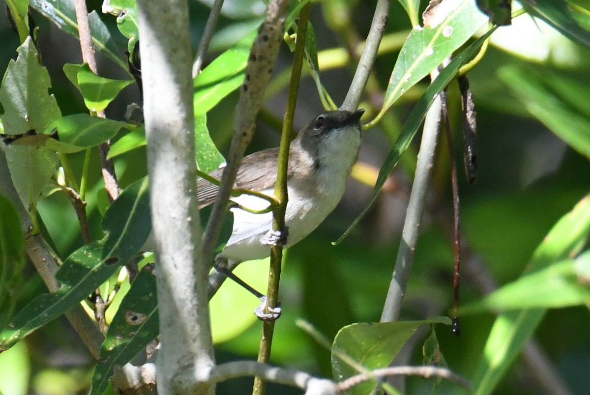 Mangrove Gerygone - ML623511020